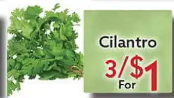 World Fresh Market Cilantro offer