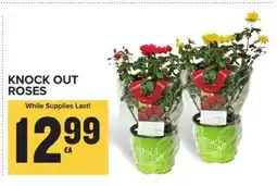 Food Lion Knock Out Roses offer