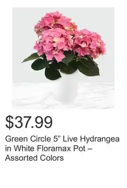 Costco Green Circle 5 Live Hydrangea in White Floramax Pot – Assorted Colors offer