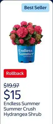 Walmart Endless Summer Summer Crush Reblooming Hydrangea Live Shrub in 1-Gallon Grower Pot offer