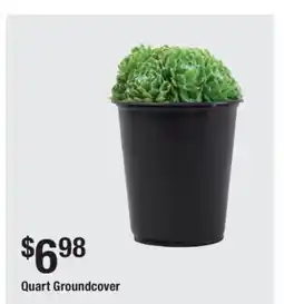 The Home Depot Quart Groundcover offer