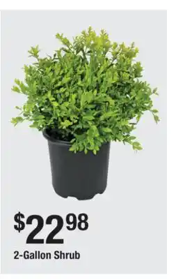 The Home Depot 2-Gallon Shrub offer