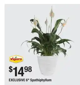 The Home Depot VIGORO 6 Spathiphyllum offer