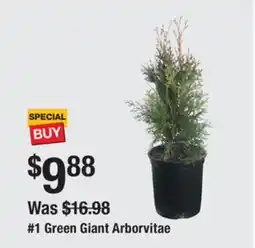 The Home Depot Green Giant Arborvitae offer