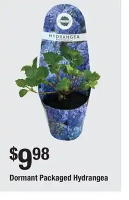 The Home Depot Dormant Packaged Hydrangea offer
