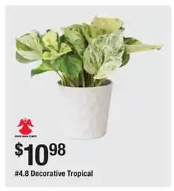 The Home Depot 4.8 Decorative Tropical offer