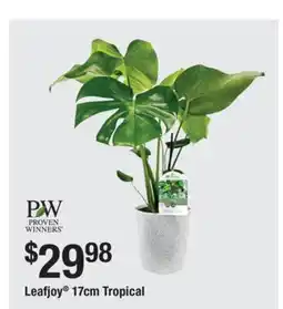 The Home Depot PROVEN WINNERS Leafjoy 17cm Tropical offer