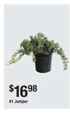 The Home Depot 1 Juniper offer