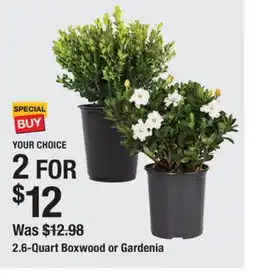 The Home Depot 2.6-Quart Boxwood or Gardenia offer