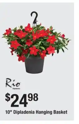 The Home Depot 10 Dipladenia Hanging Basket offer