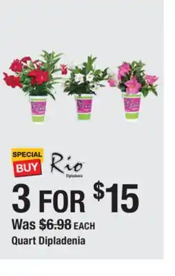The Home Depot Quart Dipladenia offer