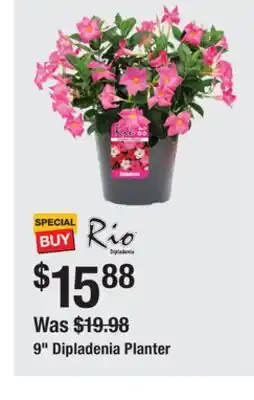 The Home Depot RIO 9 Dipladenia Planter offer
