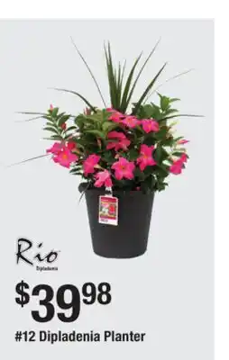 The Home Depot Rio #12 Dipladenia Planter offer