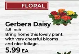 Sunset Foods Gerbera Daisy offer