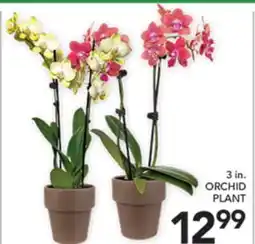 Pete's Fresh Market 3 IN. ORCHID PLANT offer