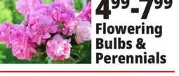 Ocean State Job Lot Flowering Bulbs & Perennial offer