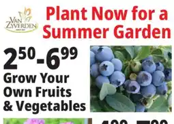 Ocean State Job Lot Plant Now for a Summer Garden offer