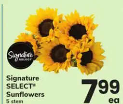 ACME Signature SELECT Sunflowers offer