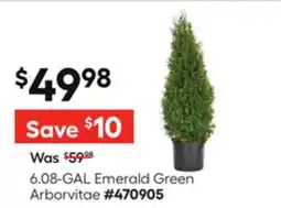 Lowe's 6.08-GAL Emerald Green Arborvitae offer