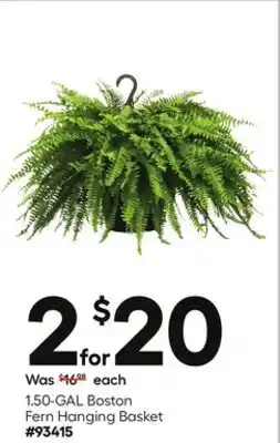 Lowe's 1.50-GAL Boston Fern Hanging Basket offer
