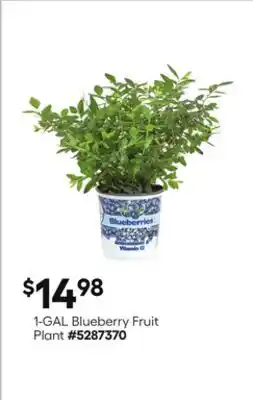 Lowe's 1-GAL Blueberry Fruit Plant offer