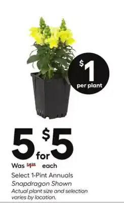 Lowe's Select 1-Pint Annuals Snapdragon Shown offer