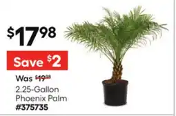 Lowe's 2.25-Gallon Phoenix Palm offer