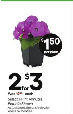Lowe's Select 1-Pint Annuals offer