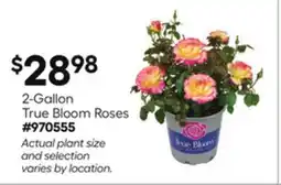 Lowe's 2-Gallon True Bloom Roses offer