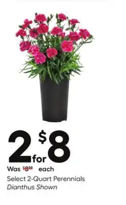 Lowe's Select 2-Quart Perennials offer