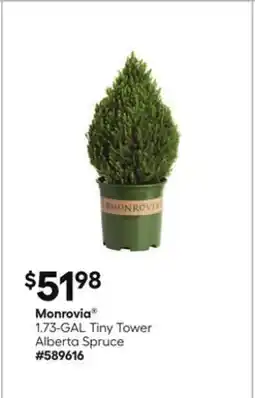 Lowe's Monrovia 1.73-GAL Tiny Tower Alberta Spruce offer