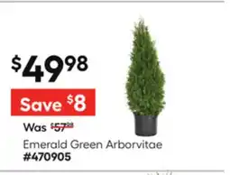 Lowe's Emerald Green Arborvitae offer