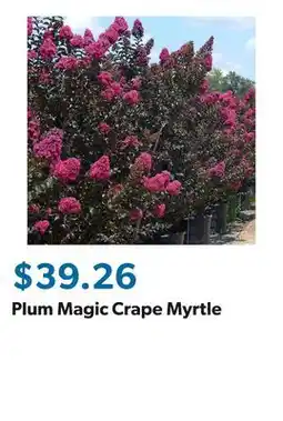 Sam's Club Plum Magic Crape Myrtle offer