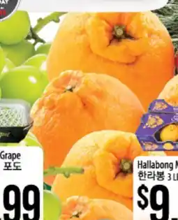 Hmart Grape, Hallabong Mandarine offer