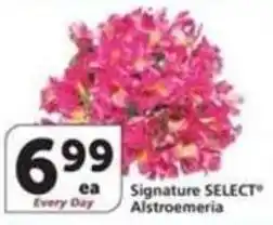 Albertsons Signature SELECT Alstroemeria offer