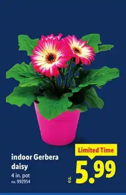 Lidl indoor Gerbera daisy offer