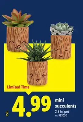 Lidl mini succulents offer
