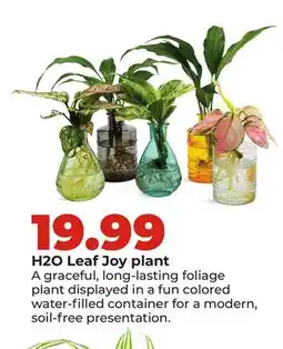 Hy-Vee H2O Leaf Joy plant offer