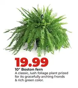 Hy-Vee 10 Boston fern offer