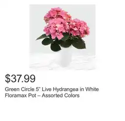 Costco Green Circle 5 Live Hydrangea in White Floramax Pot – Assorted Colors offer