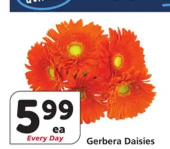 Vons Gerbera Daisies offer