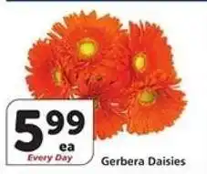 Albertsons Gerbera Daisies offer