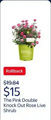 Walmart The Knock Out Family of Roses 'The Pink Double Knock Out Rose' Live Shrub in 1-Gallon Grower Pot offer