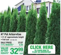 Menards 7 Pot Arborvitae offer