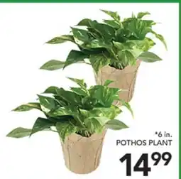 Pete's Fresh Market POTHOS PLANT offer