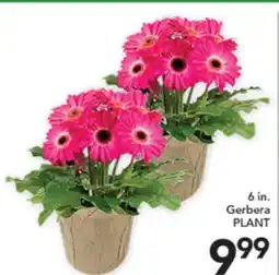 Pete's Fresh Market 6 in. Gerbera PLANT offer
