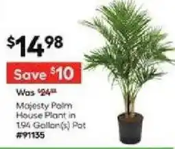 Lowe's Majesty Pom House Plant offer
