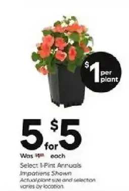 Lowe's Select 1-Pint Annuals Impatiens Shown offer
