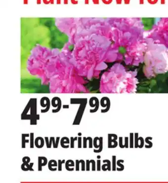 Ocean State Job Lot Flowering Bulbs & Perennials offer