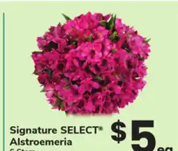 ACME Signature SELECT Alstroemeria offer